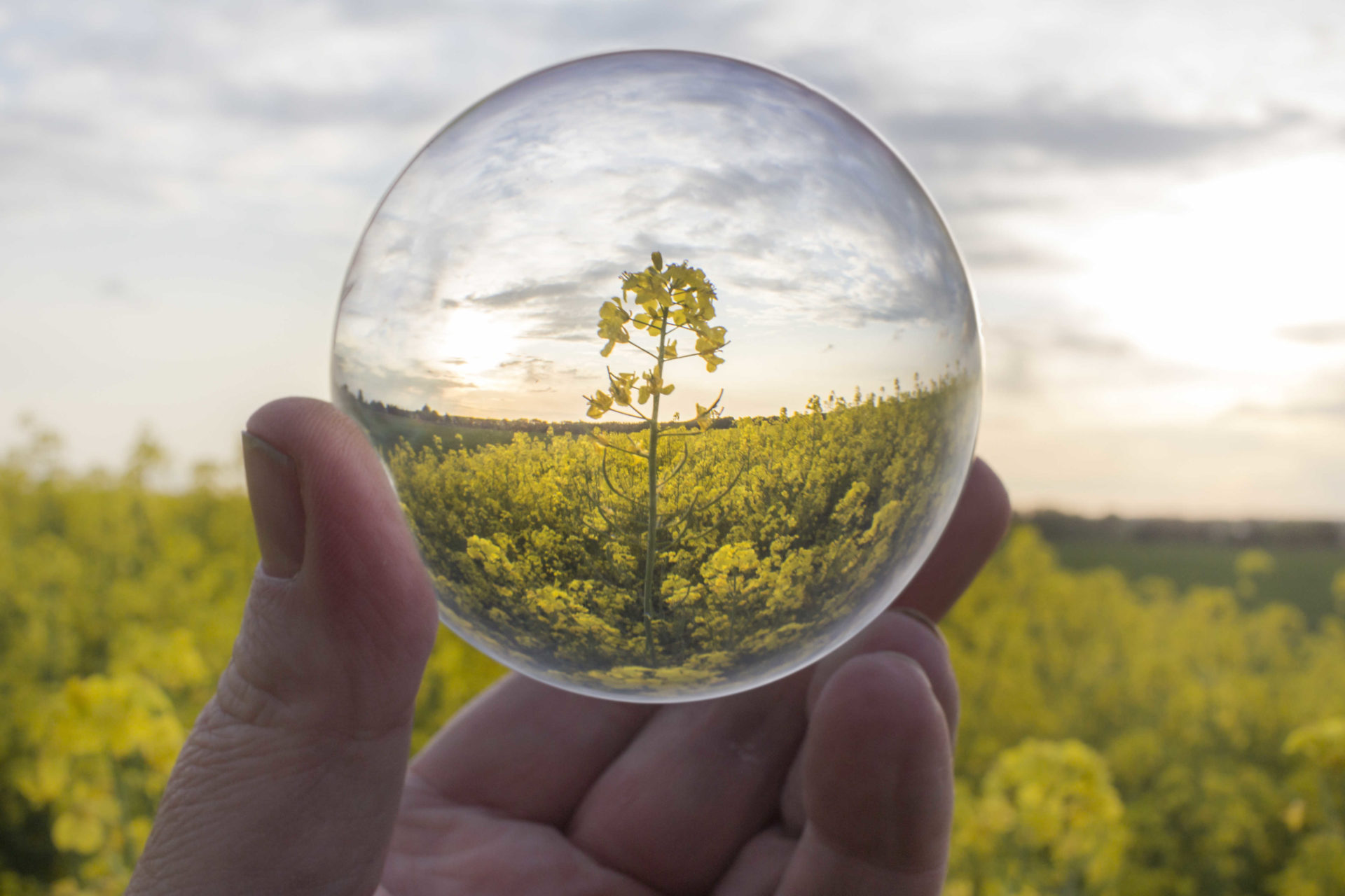 Sustainable biomass: The need for a uniform ‘yardstick’