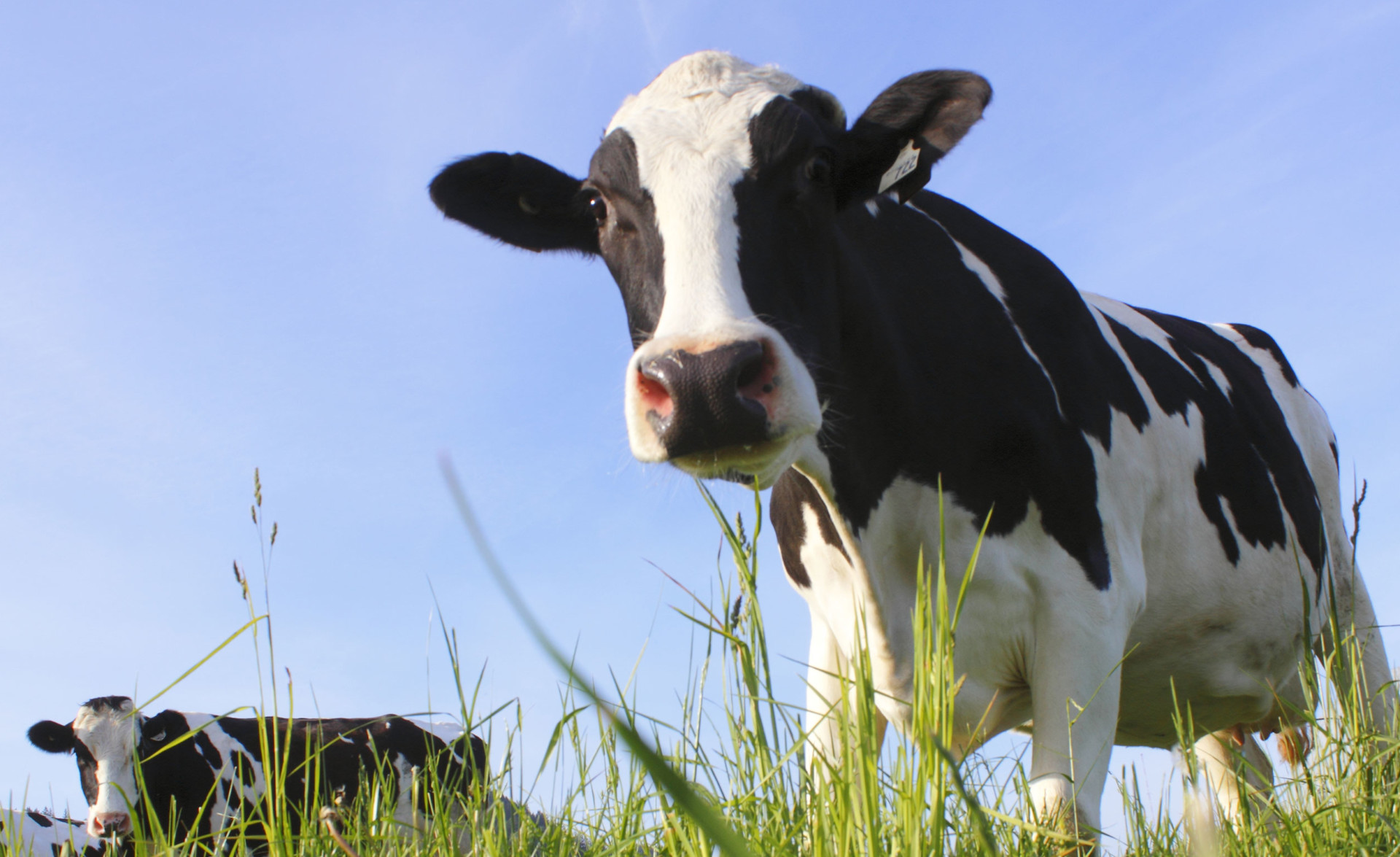 'Grass is not just for cows'