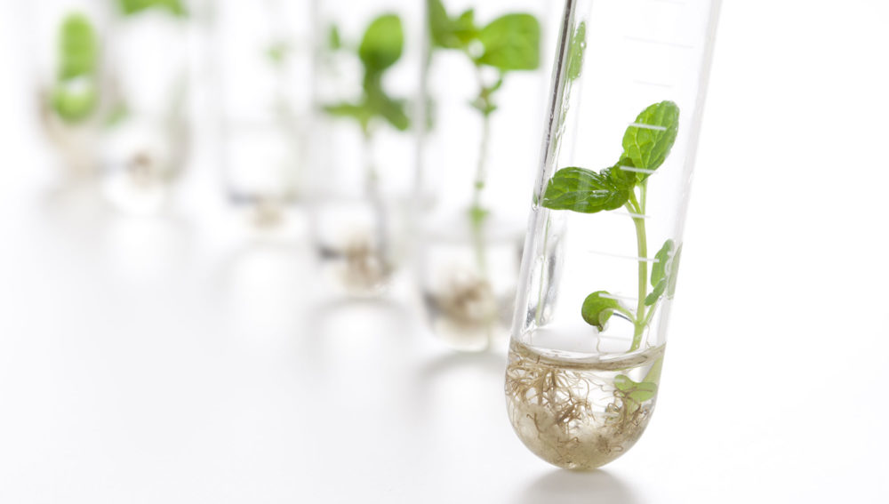 Crops Archives - Agro & Chemistry