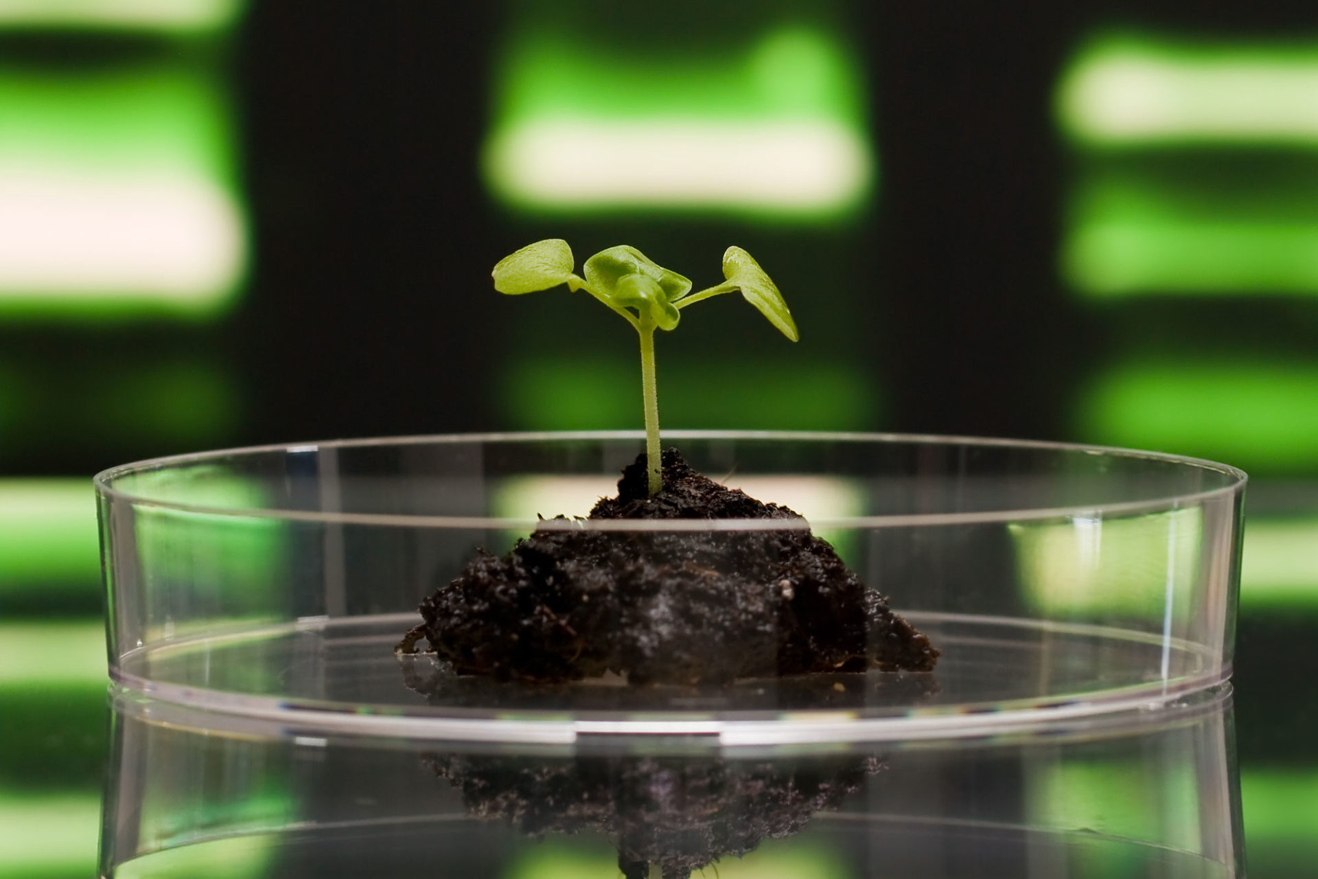 Plant in petri dish with DNA in the background