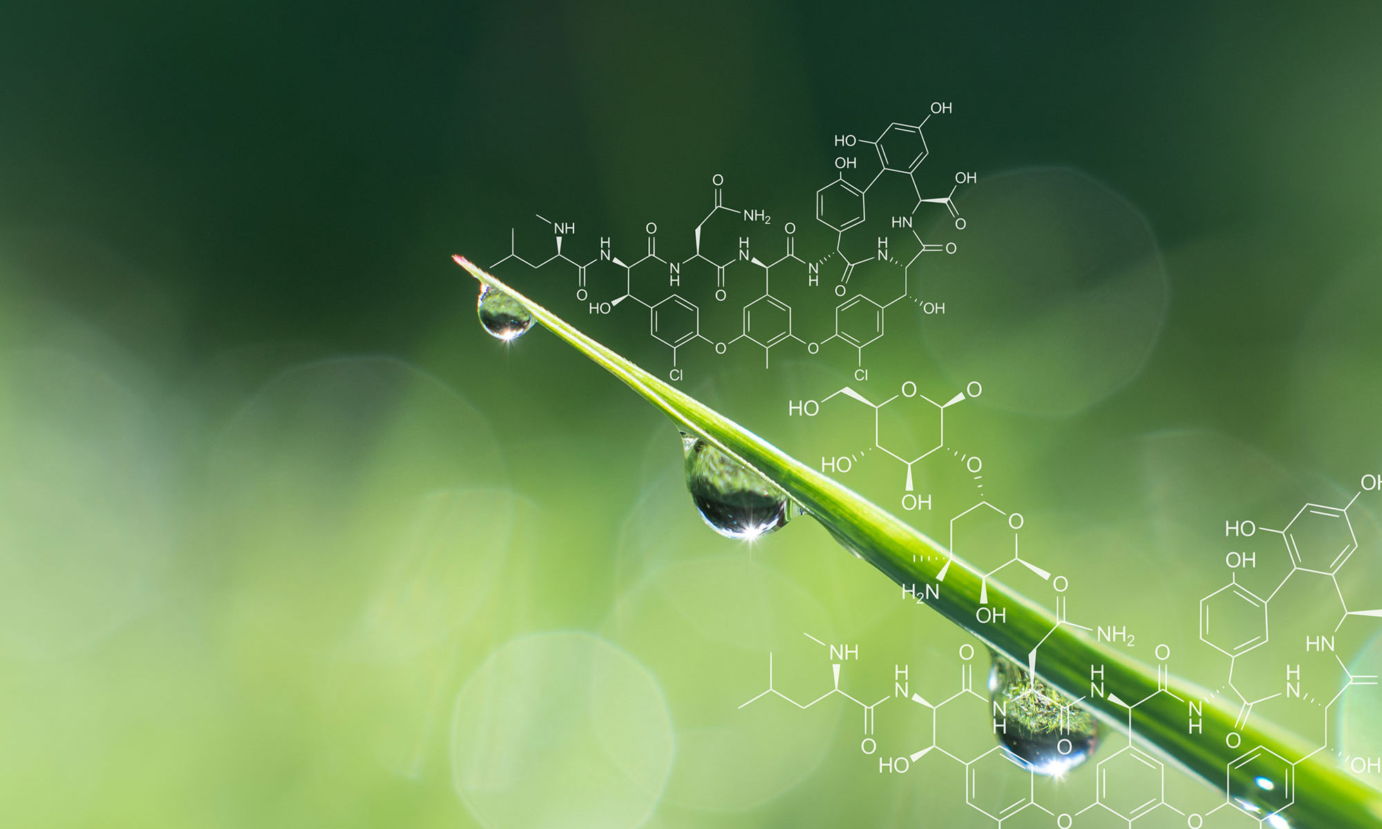 Biobased sector offers new opportunities for green growth in EU13