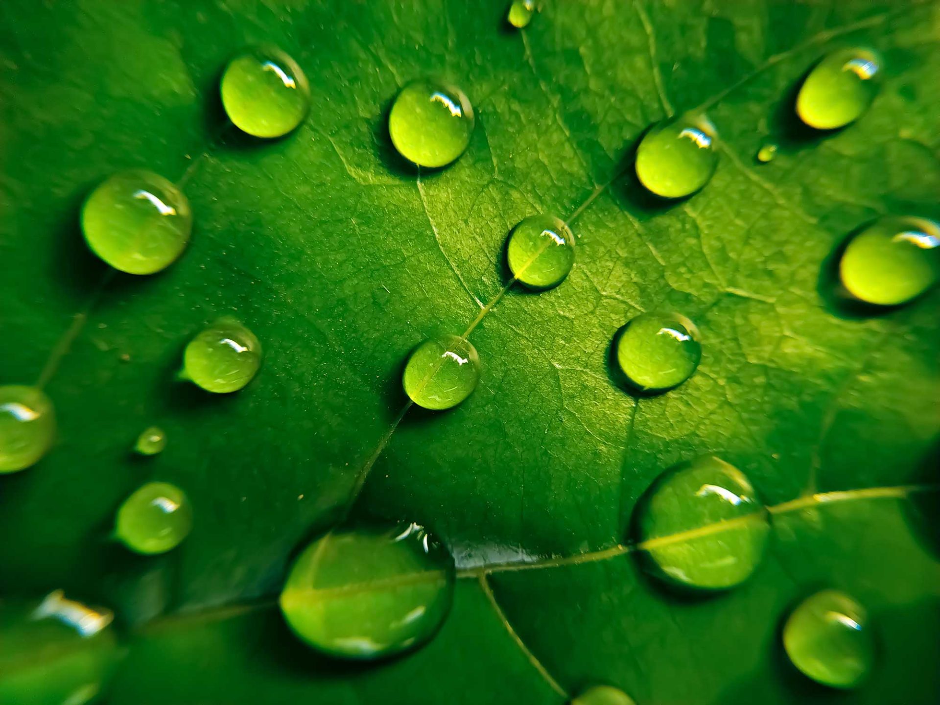 Green leaf with water drops