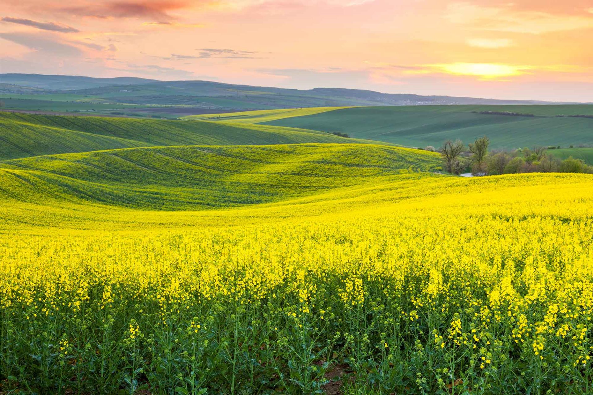 Rapeseed fields