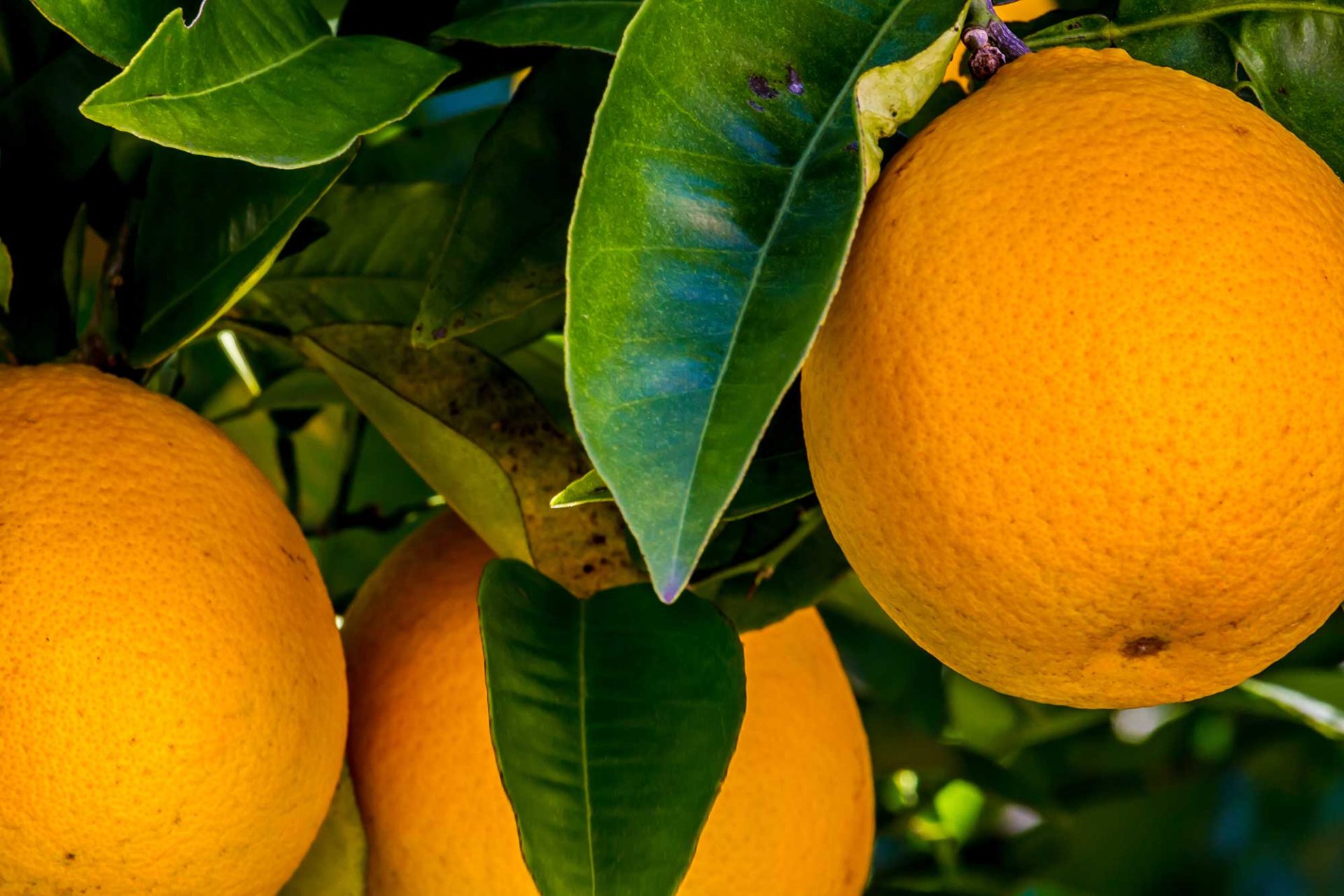 PeelPioneers triples production