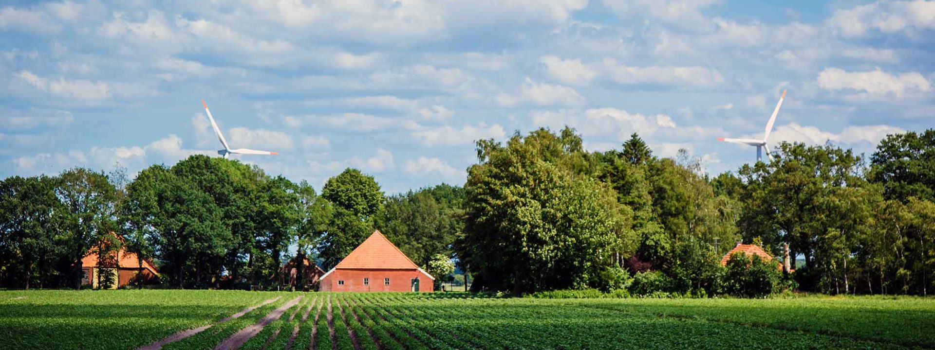 Agriculture in The Netherlands: potato field