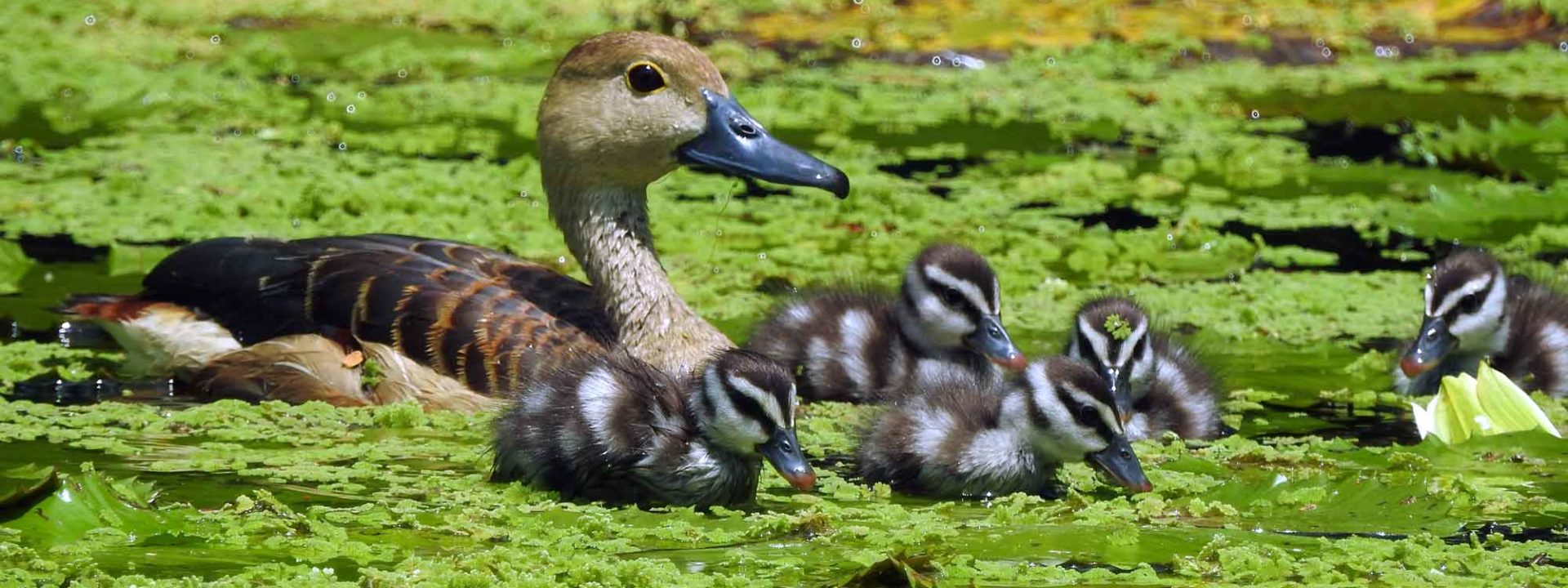Ducks swimming in duckweed