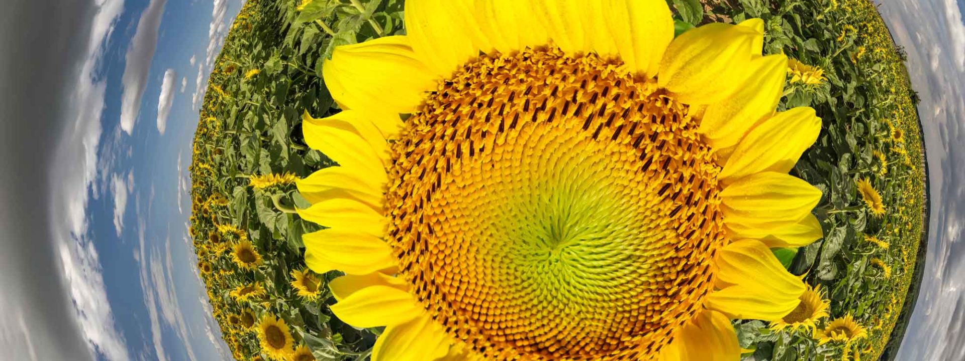 Sunflower tiny planet