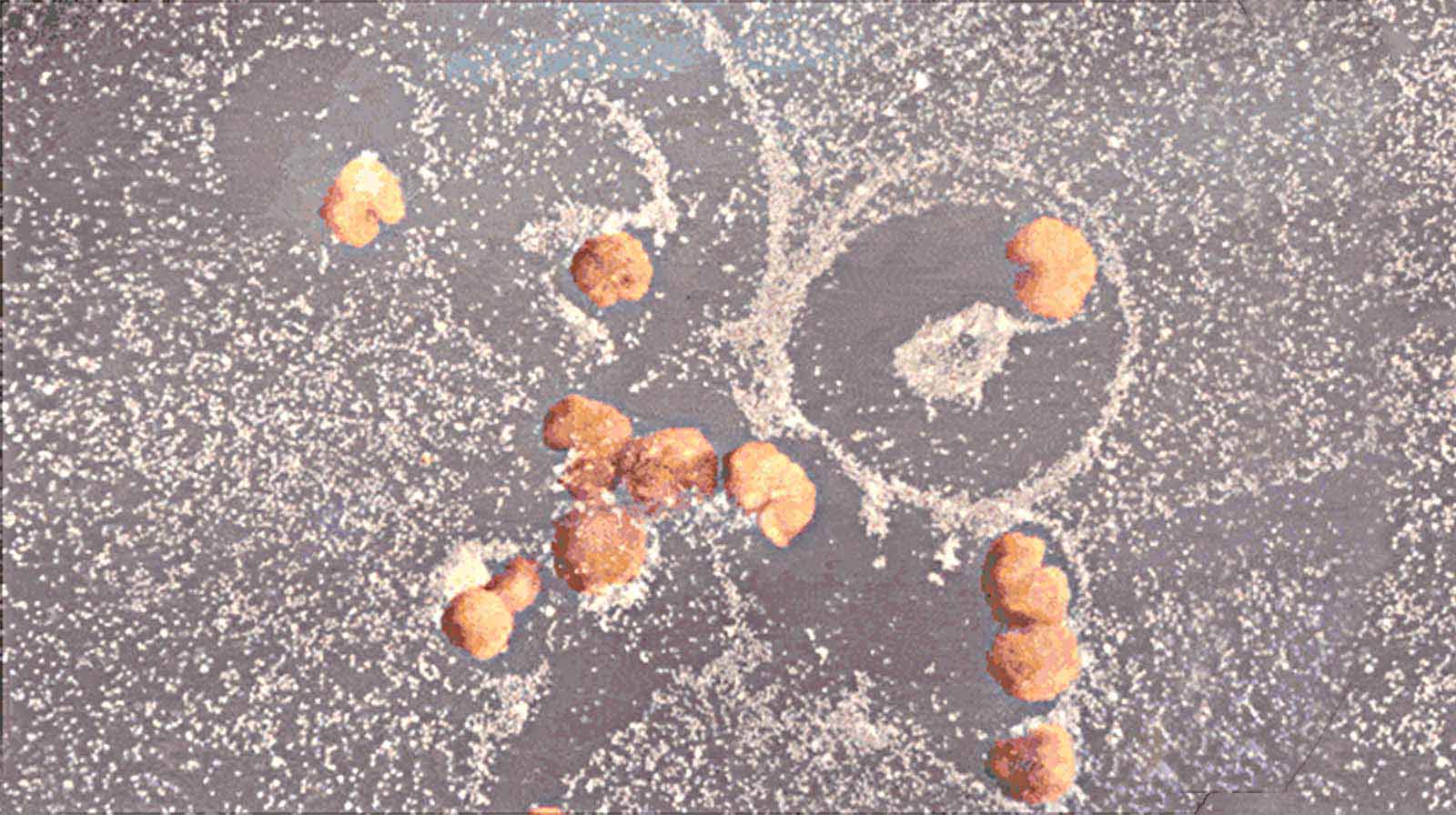 Biological robots reproduce themselves in the lab Agro & Chemistry