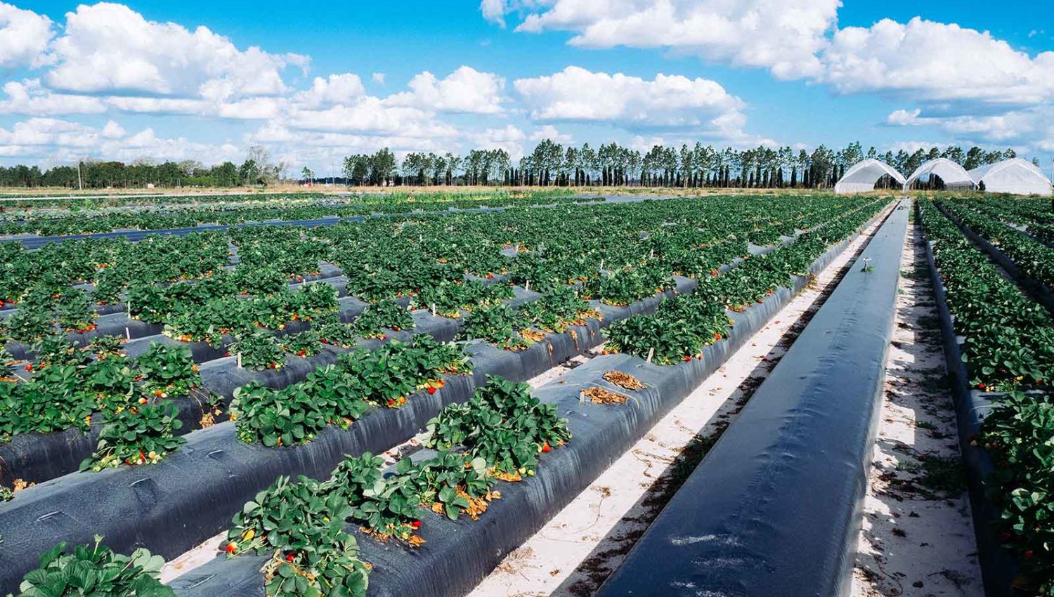 Mulch film Archives Agro & Chemistry