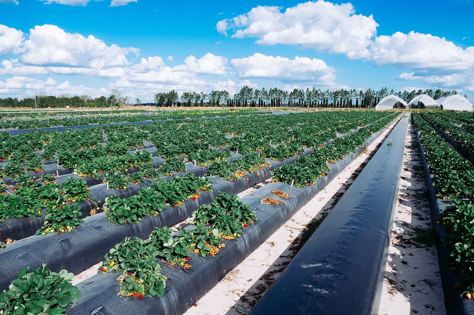 "Replace conventional plastics in agriculture by bioplastics" Agro