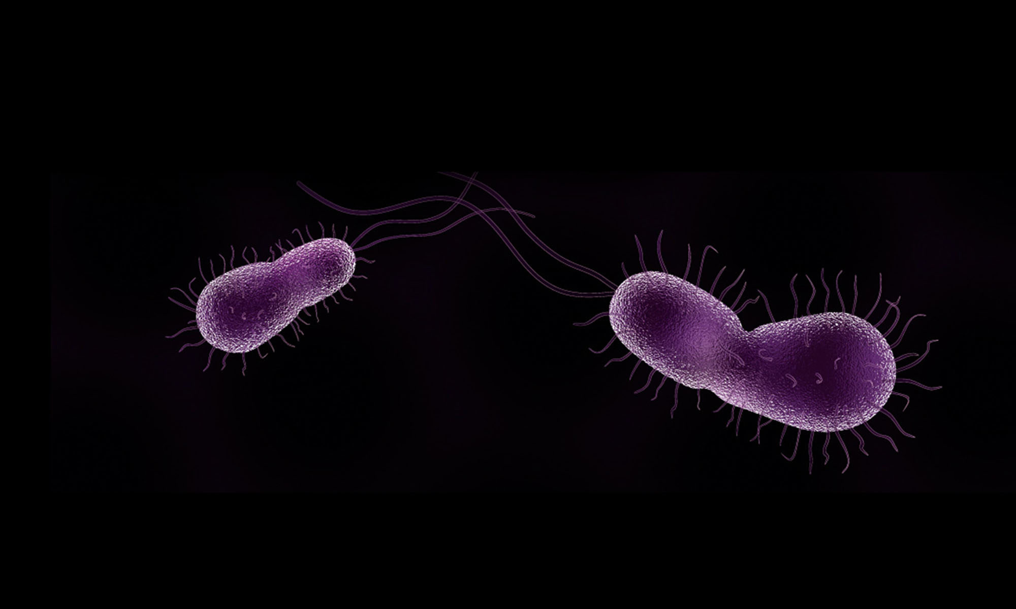 Purple Bacteria
