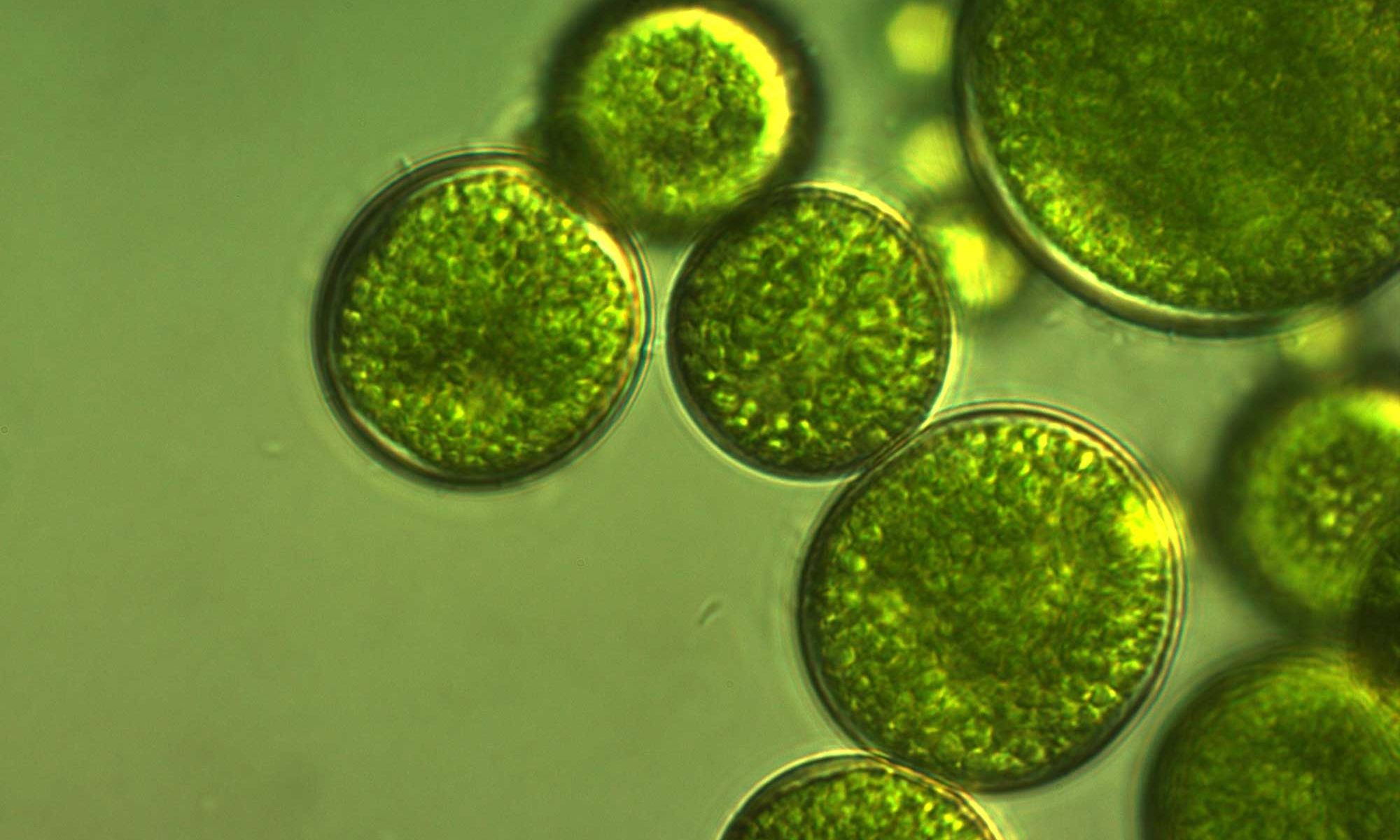 algae yeezy