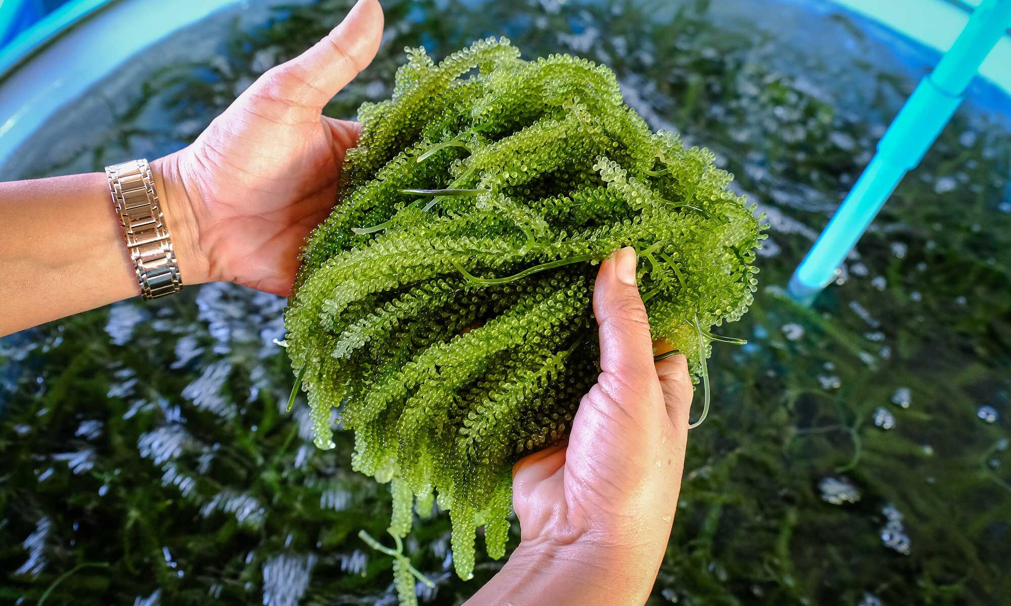 SeaSolv enables wastefree multiproduct biorefinery of seaweed Agro