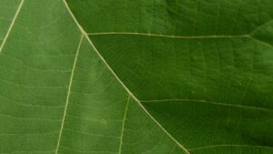 Leaf closeup