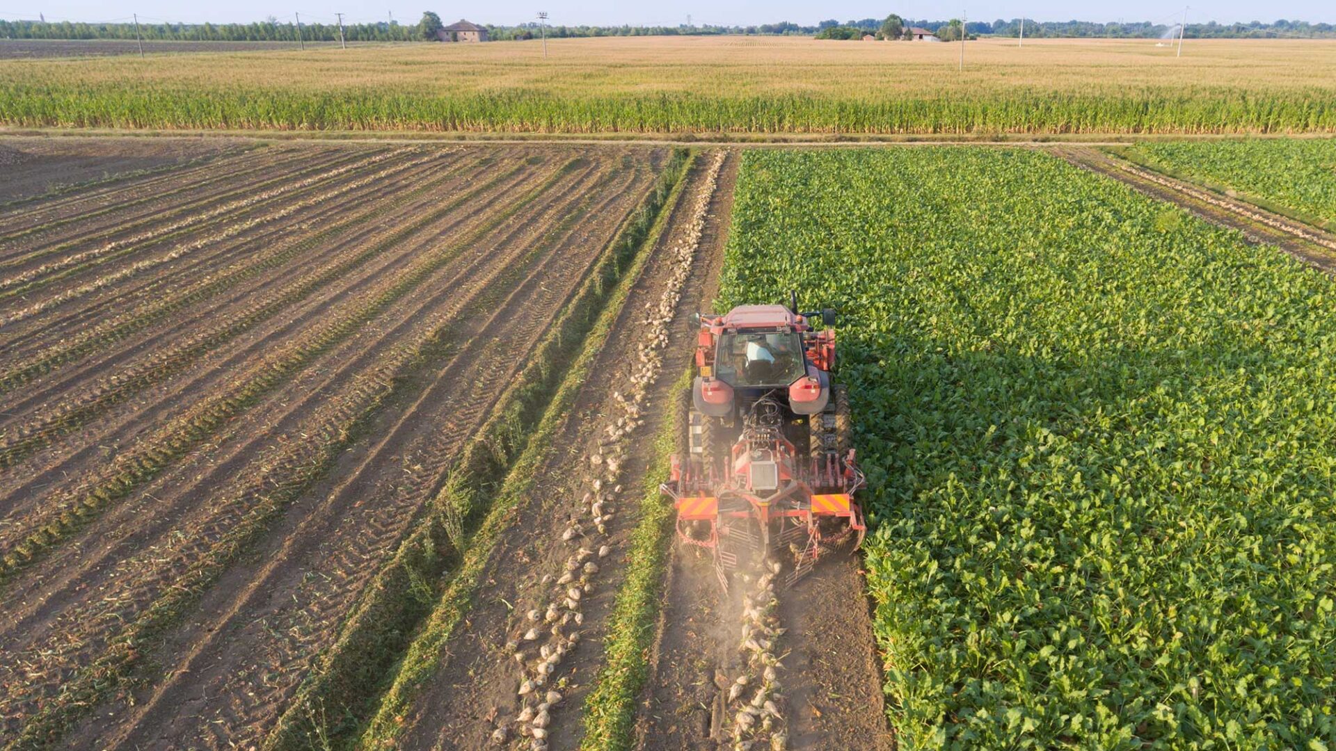 Harvesting sugar beets