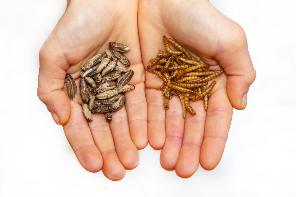 Crickets,And,Mealworms,Are,In,The,Hands Agro & Chemistry