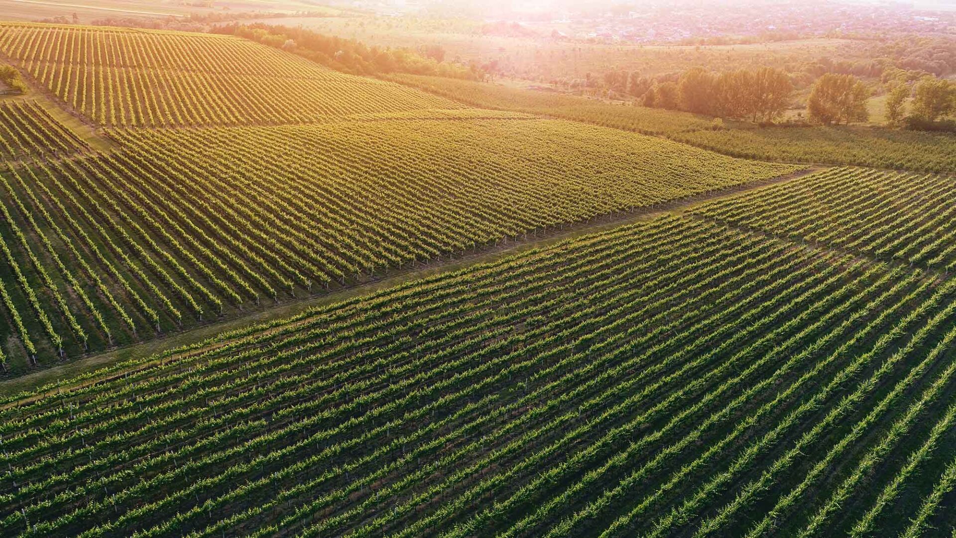 Vineyards in Romania